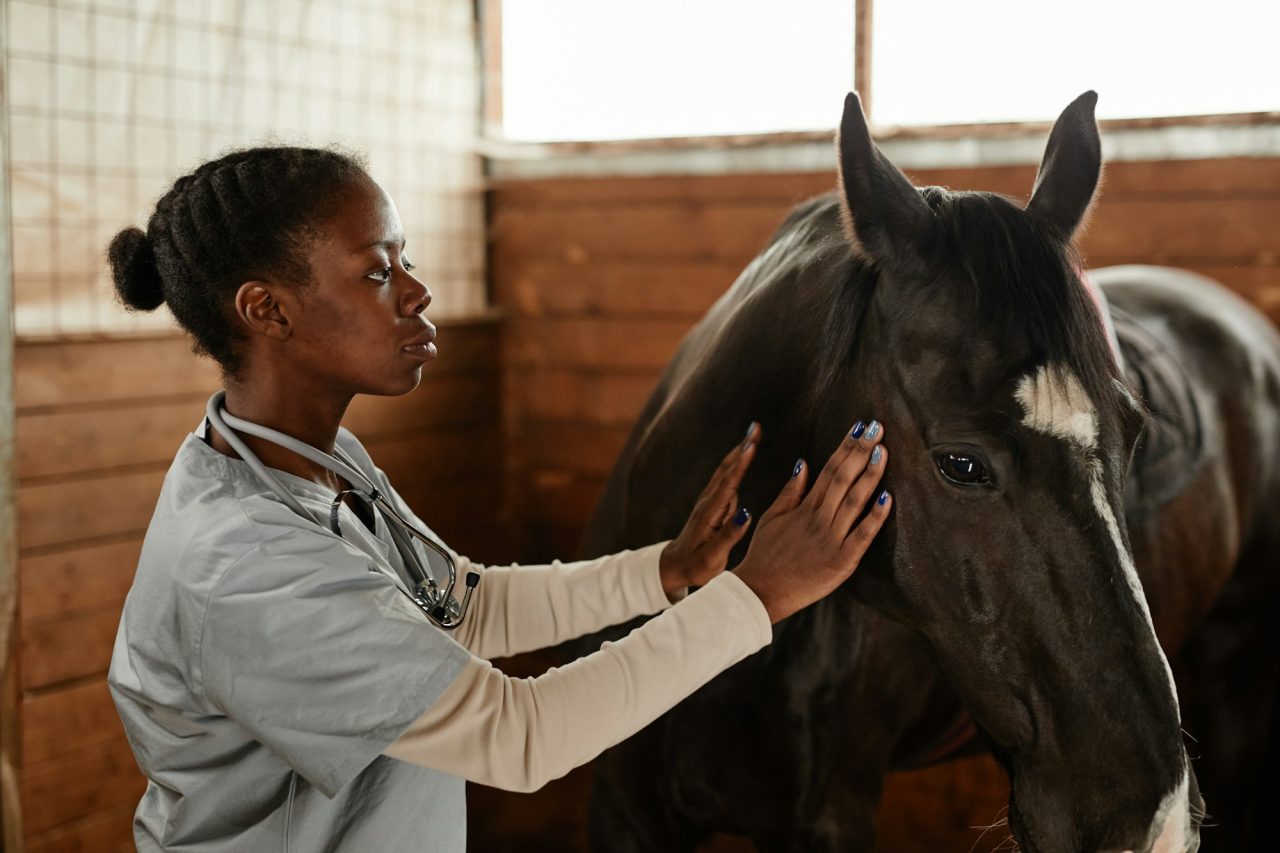 veterinarian-in-horse-stables.jpg