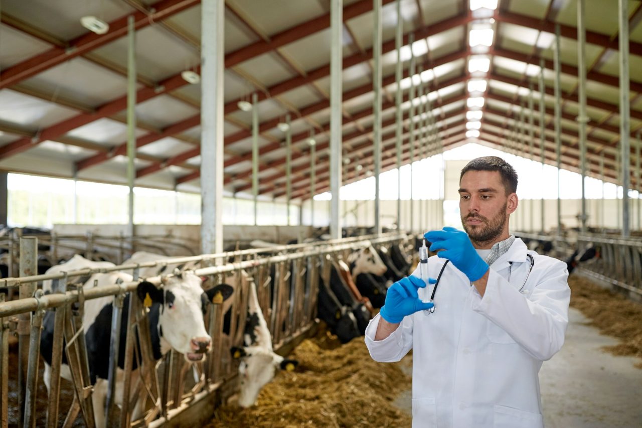 veterinarian-with-syringe-vaccinating-cows-on-farm.jpg