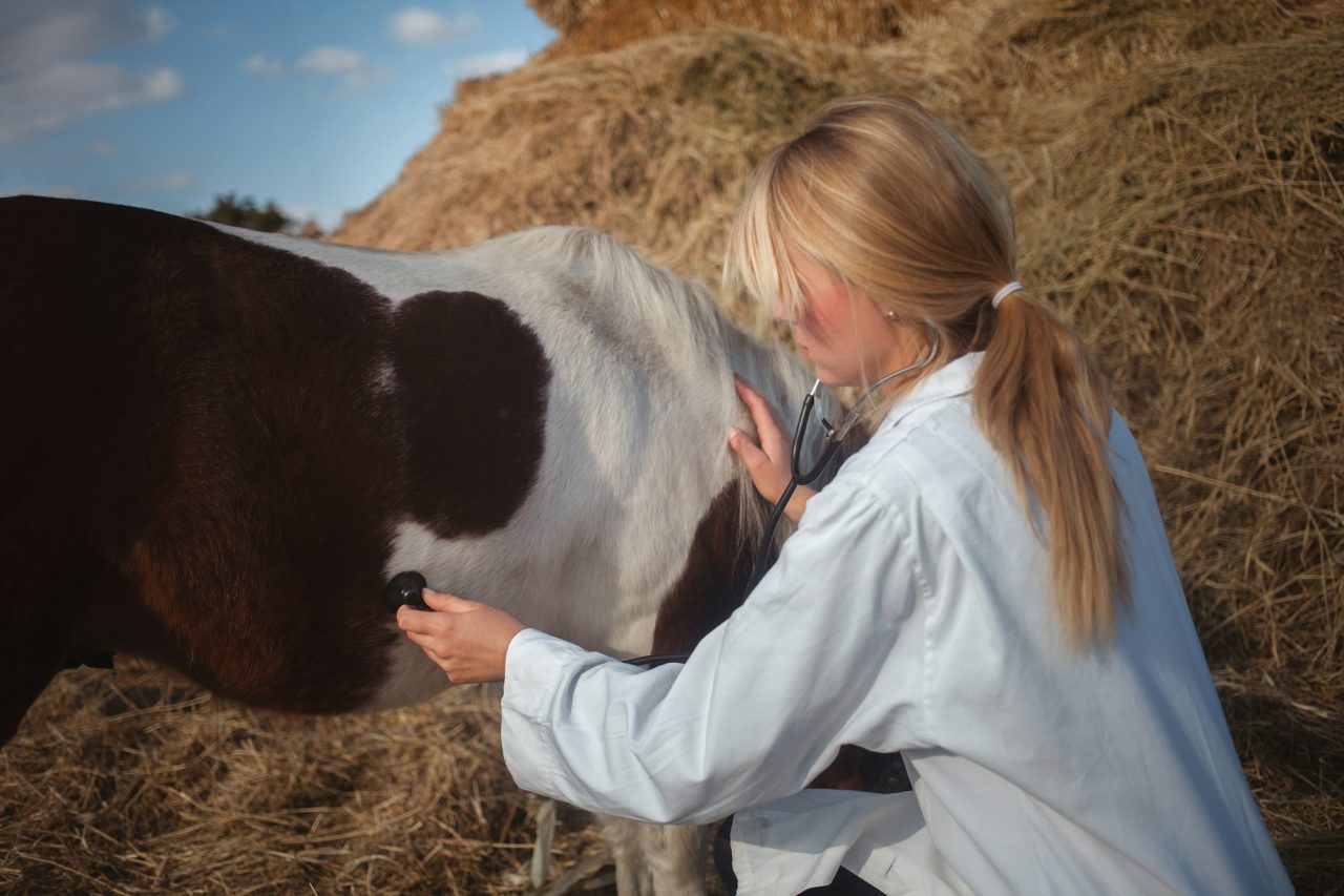 woman-veterinarian-inspects-horse-spotted-pony-an-authentic-atmosphere-listening.jpg