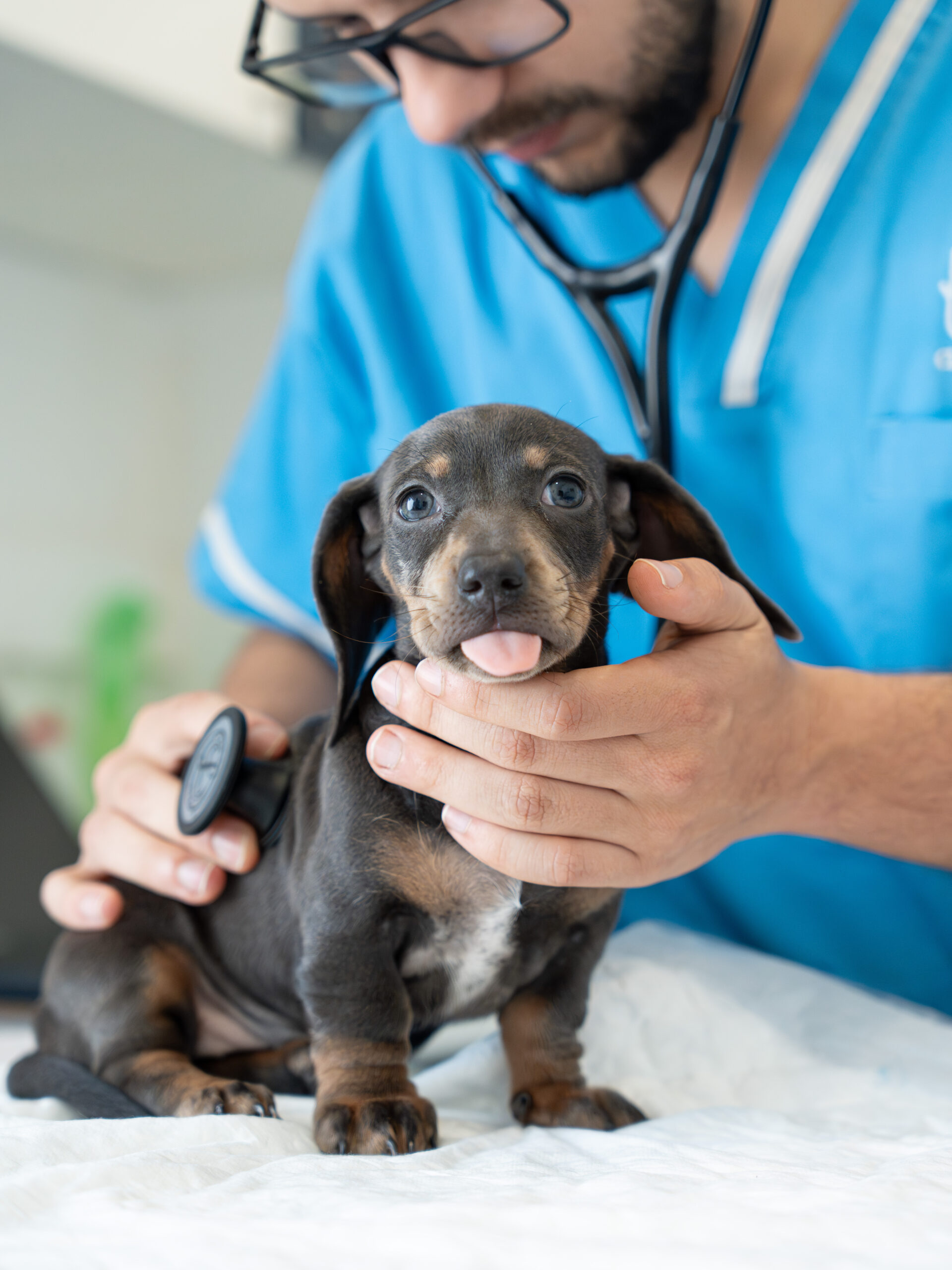 Exame fisico cachorro pequeno porte