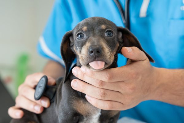 61 Exame fisico cachorro pequeno porte
