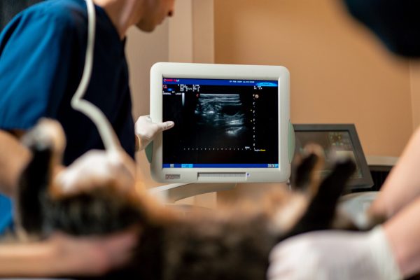 in a veterinary clinic a veterinarian doctor looks at an ultrasound scan of a cat’s belly assistants hold ecocardiograma em animais de pequeno porte